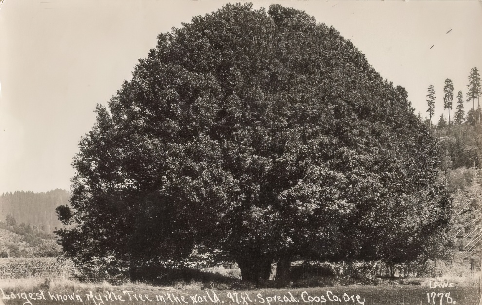 Vintage Big Trees 19 