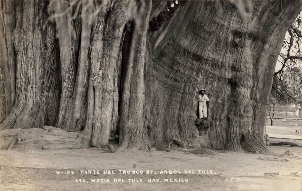 Vintage Big Trees 20 