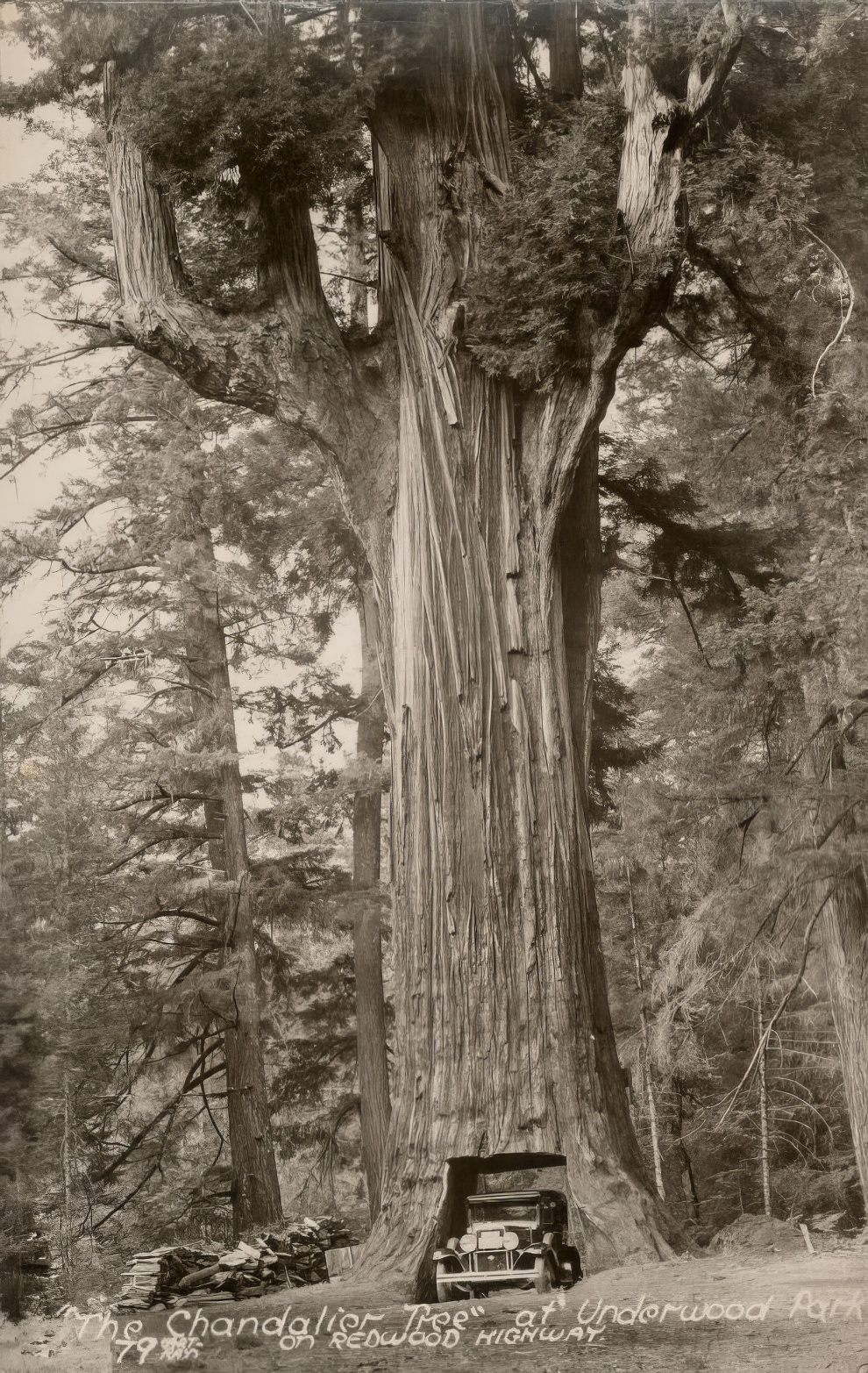 Vintage Big Trees 22 