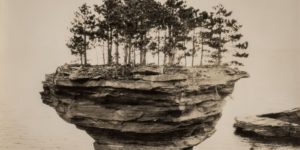 Vintage Big Trees 28 