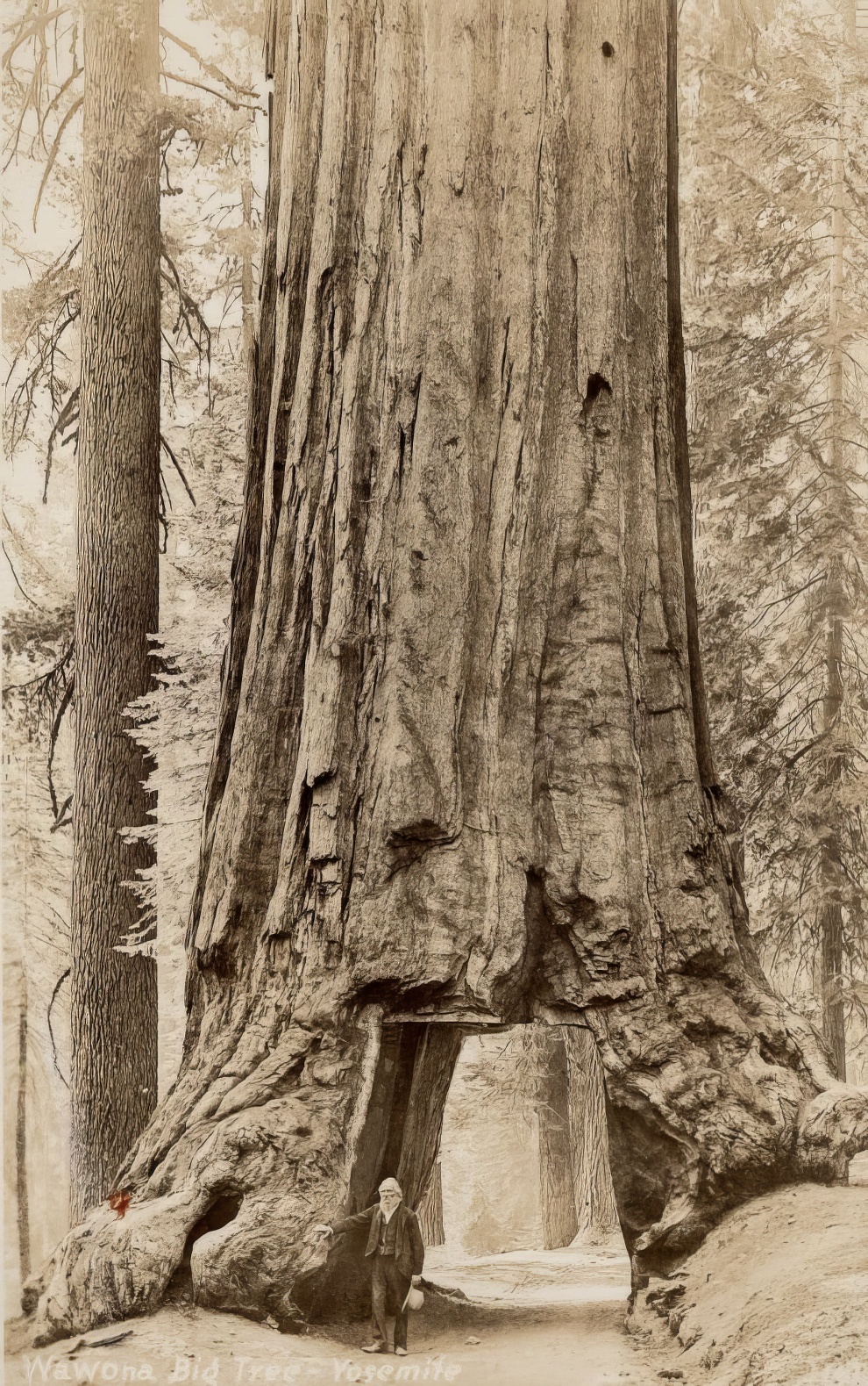 Vintage Big Trees 30 