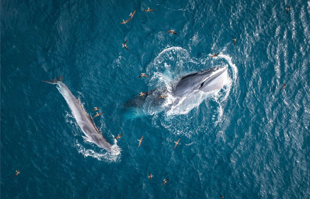 Inspiring Wildlife Winning Photos From The Drone Photo Awards 2023 - Vimarsana News