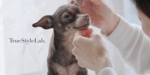 It Took Over 500 Hours to Complete This Amazingly Lifelike Wool Felt Dog
