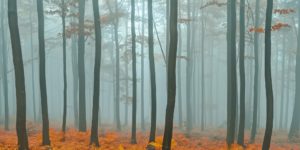 Garden Photographer Of The Year Landscape 17