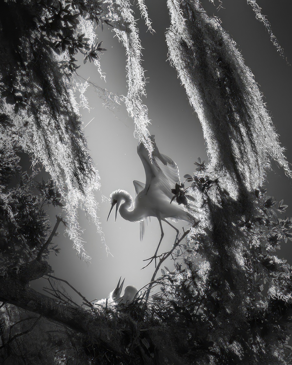 Black and White Nature Photography Award 03 