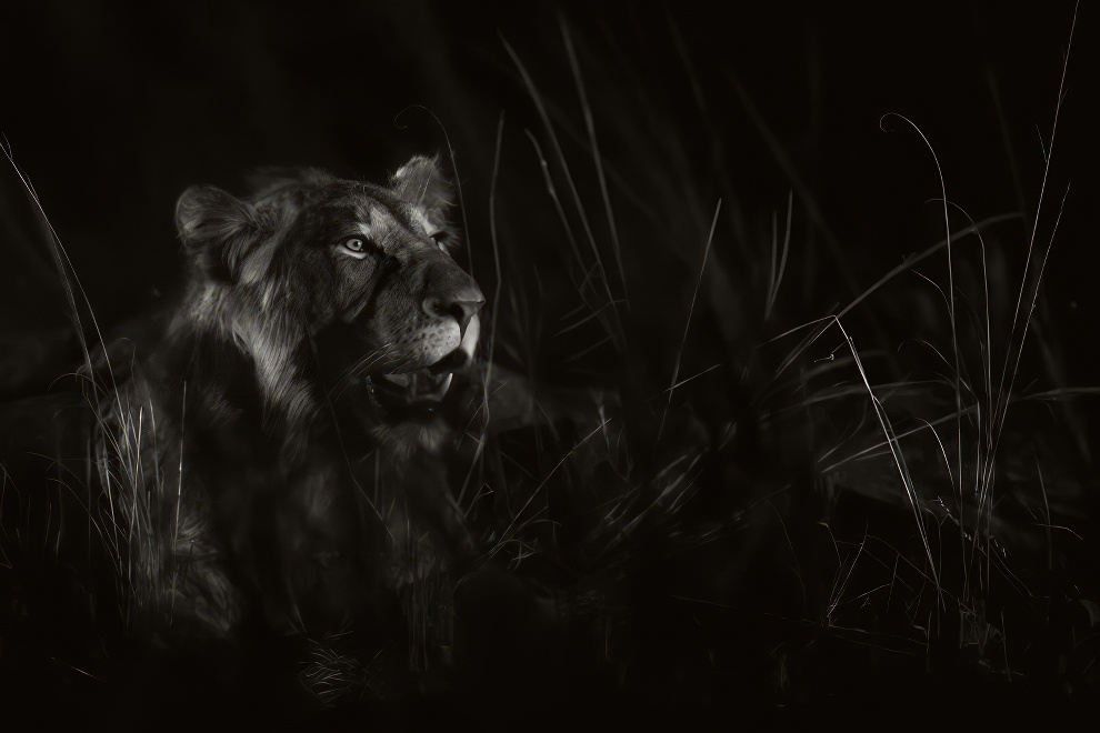 Black and White Nature Photography Awards 15 