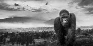 Monochrome Wildlife Awards 06 