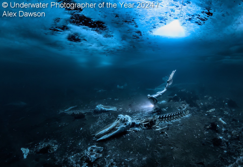 Under Water Photographer Of The Year Winners 01 