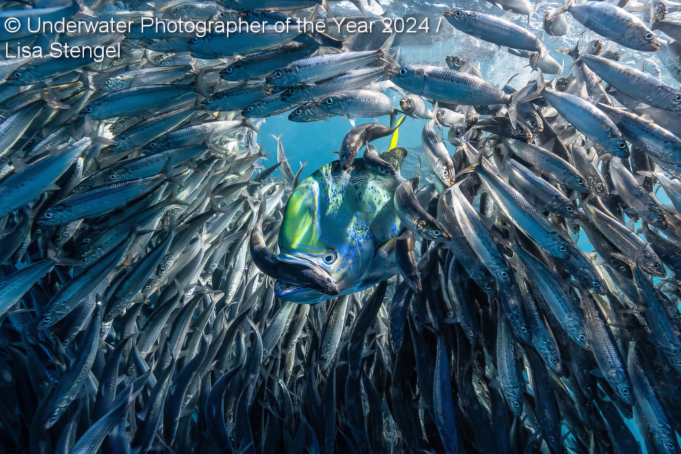 Under Water Photographer Of The Year Winners 02 