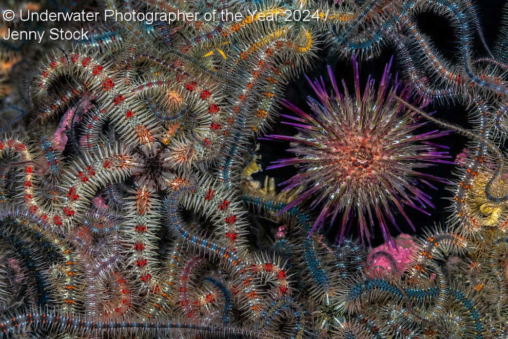 Under Water Photographer Of The Year Winners 04 