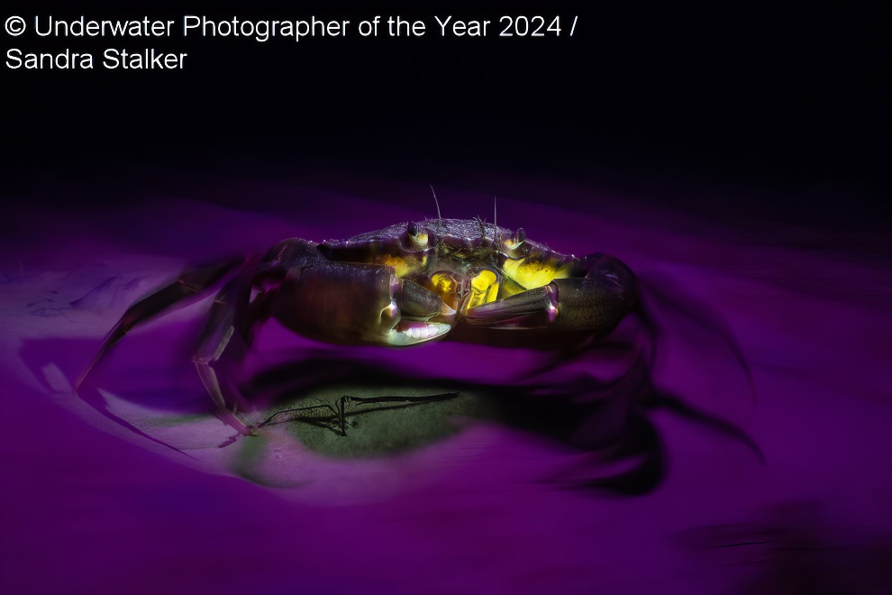 Under Water Photographer Of The Year Winners 05 