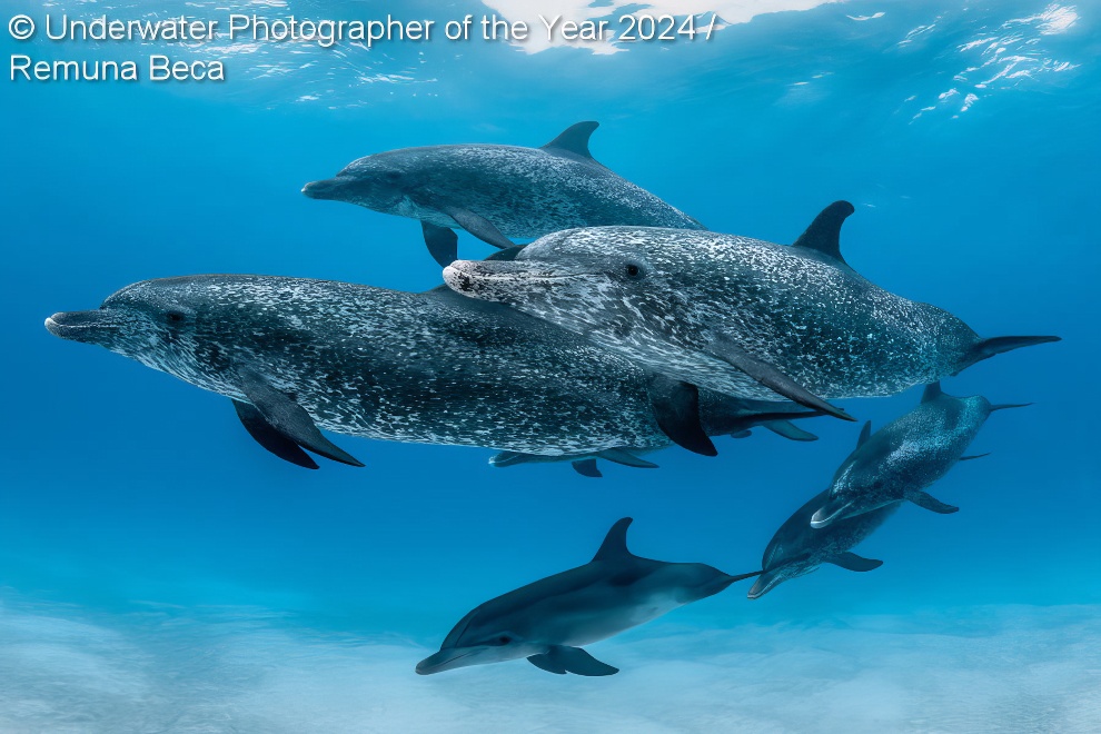 Under Water Photographer Of The Year Winners 06 
