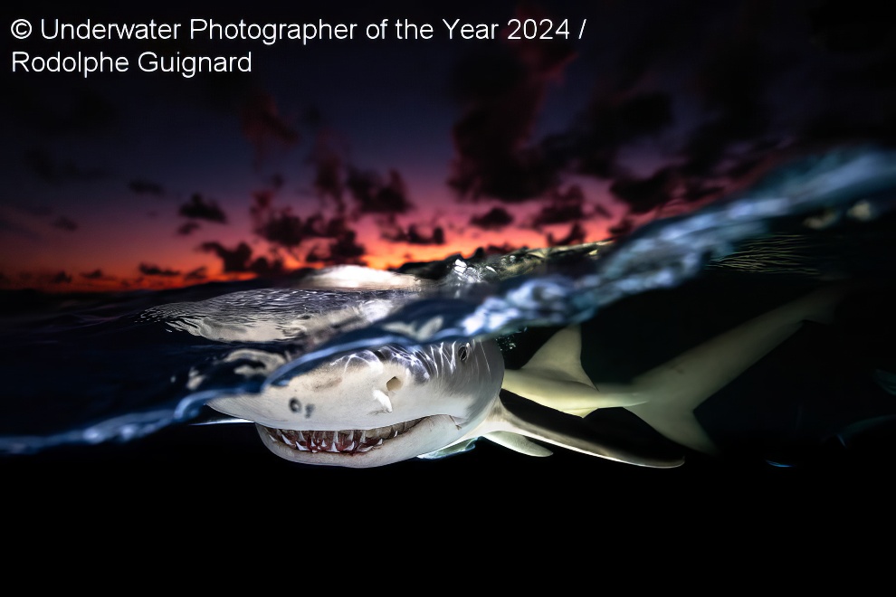 Under Water Photographer Of The Year Winners 07 