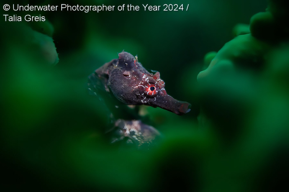 Under Water Photographer Of The Year Winners 08 