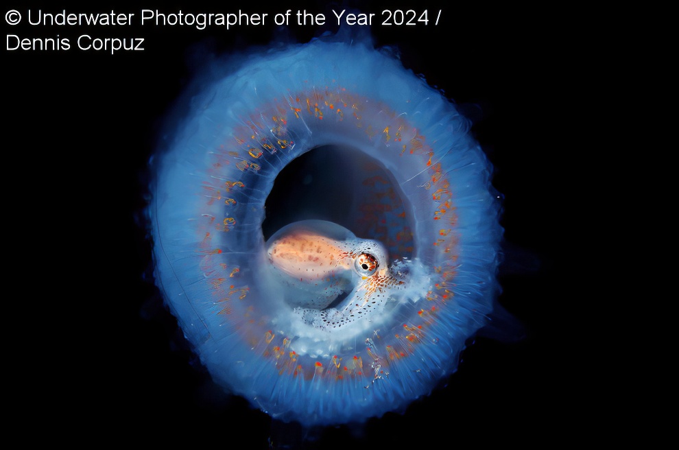 Under Water Photographer Of The Year Winners 09 