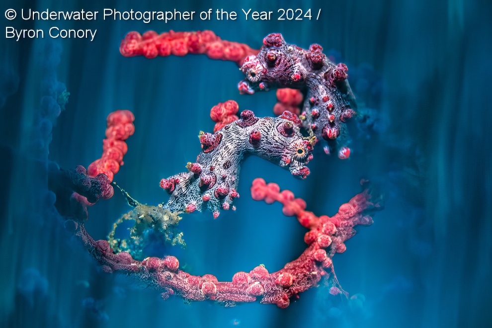 Under Water Photographer Of The Year Winners 10 