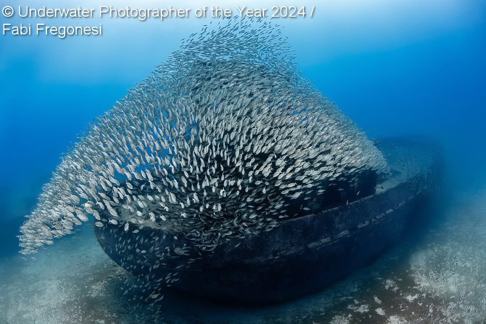 Under Water Photographer Of The Year Winners 13 