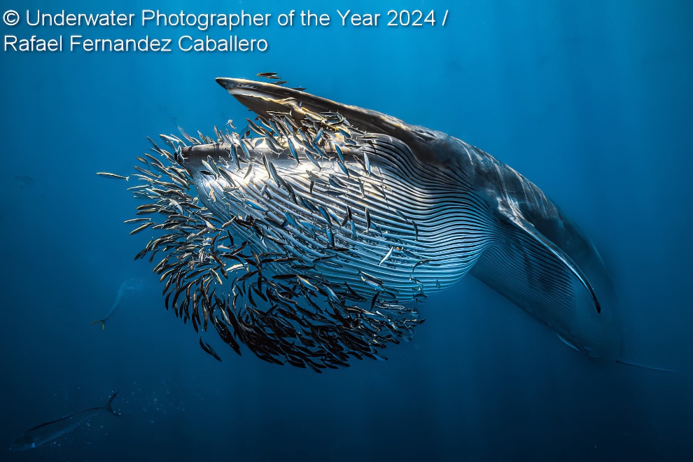 Under Water Photographer Of The Year Winners 14 