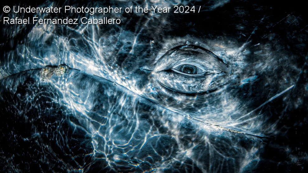 Under Water Photographer Of The Year Winners 17 