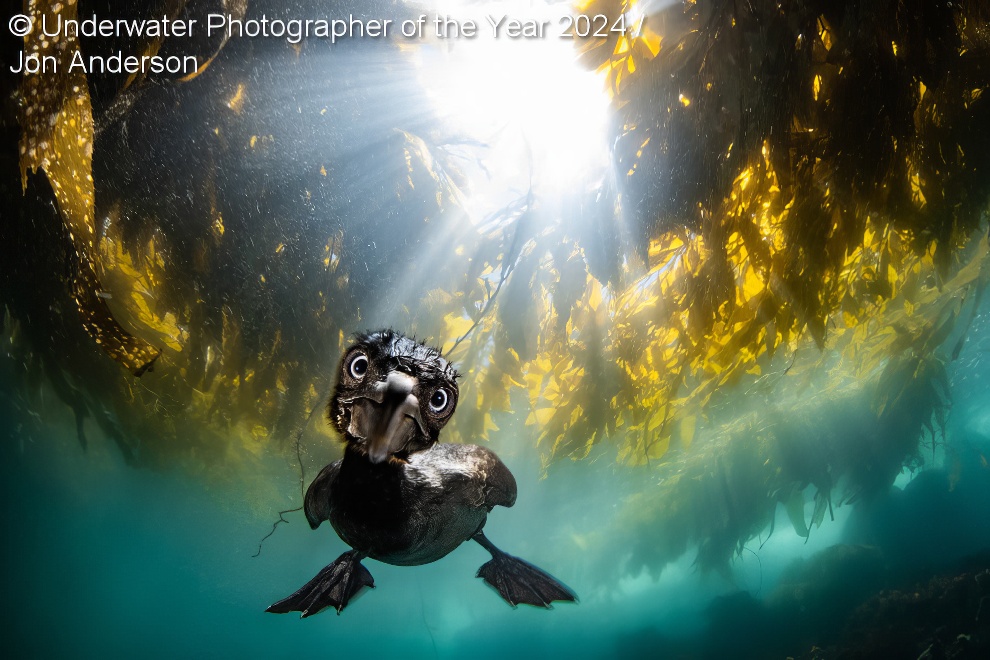Under Water Photographer Of The Year Winners 18 