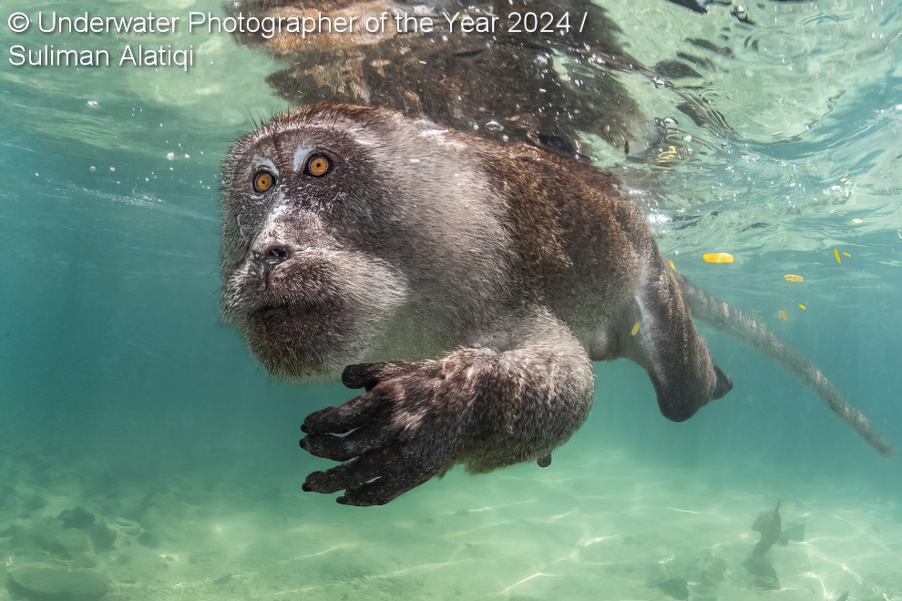 Under Water Photographer Of The Year Winners 19 