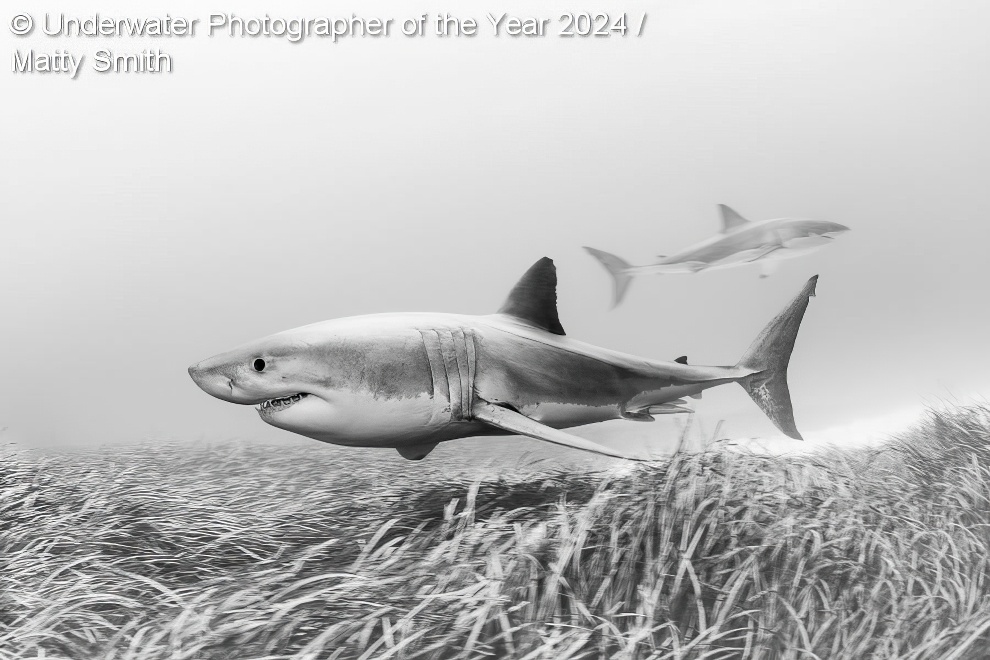 Under Water Photographer Of The Year Winners 21 