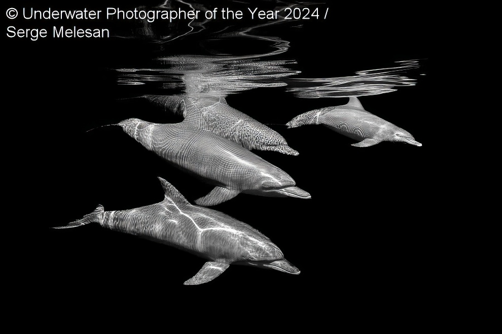 Under Water Photographer Of The Year Winners 22 