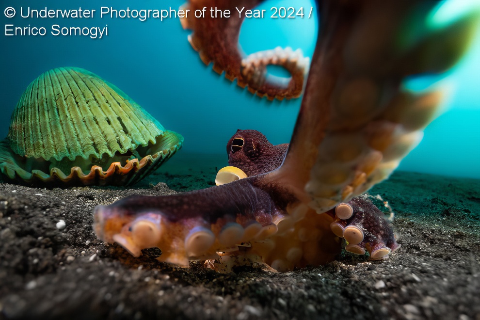 Under Water Photographer Of The Year Winners 24 