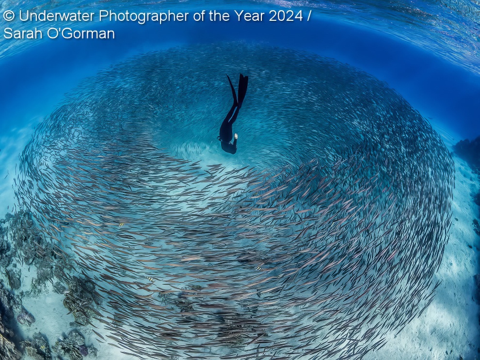 Under Water Photographer Of The Year Winners 26 