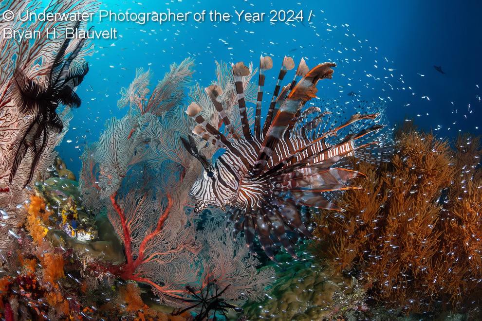 Under Water Photographer Of The Year Winners 27 