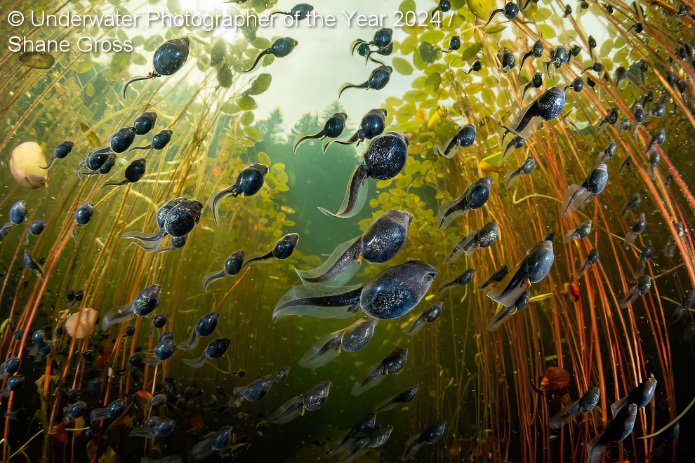 Under Water Photographer Of The Year Winners 28 