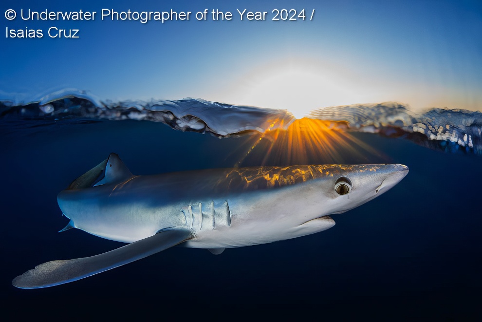 Under Water Photographer Of The Year Winners 29 