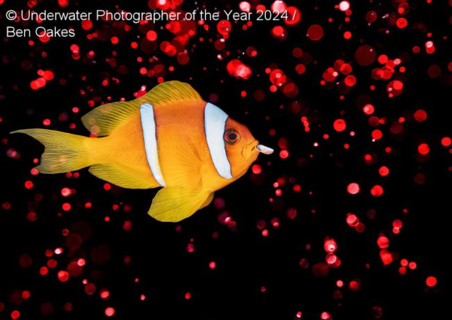 Spectacular Winning Photos From The Underwater Photographer Of The Year ...