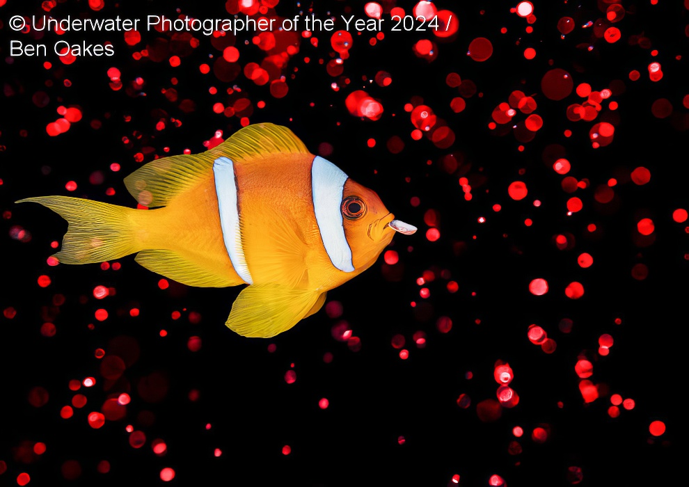 Under Water Photographer Of The Year Winners 30 