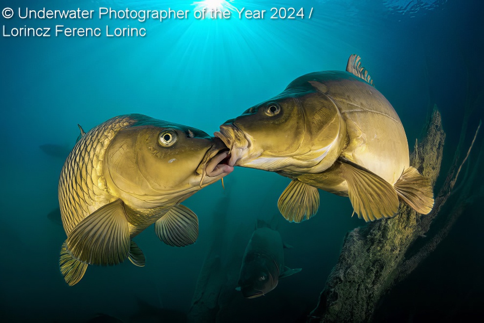 Under Water Photographer Of The Year Winners 33 
