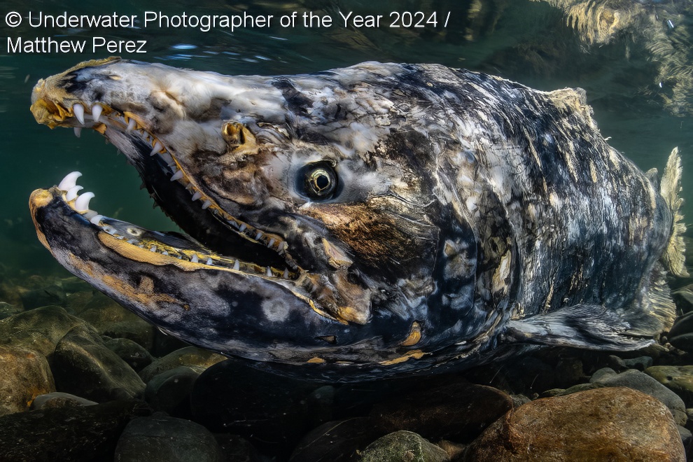 Under Water Photographer Of The Year Winners 35 