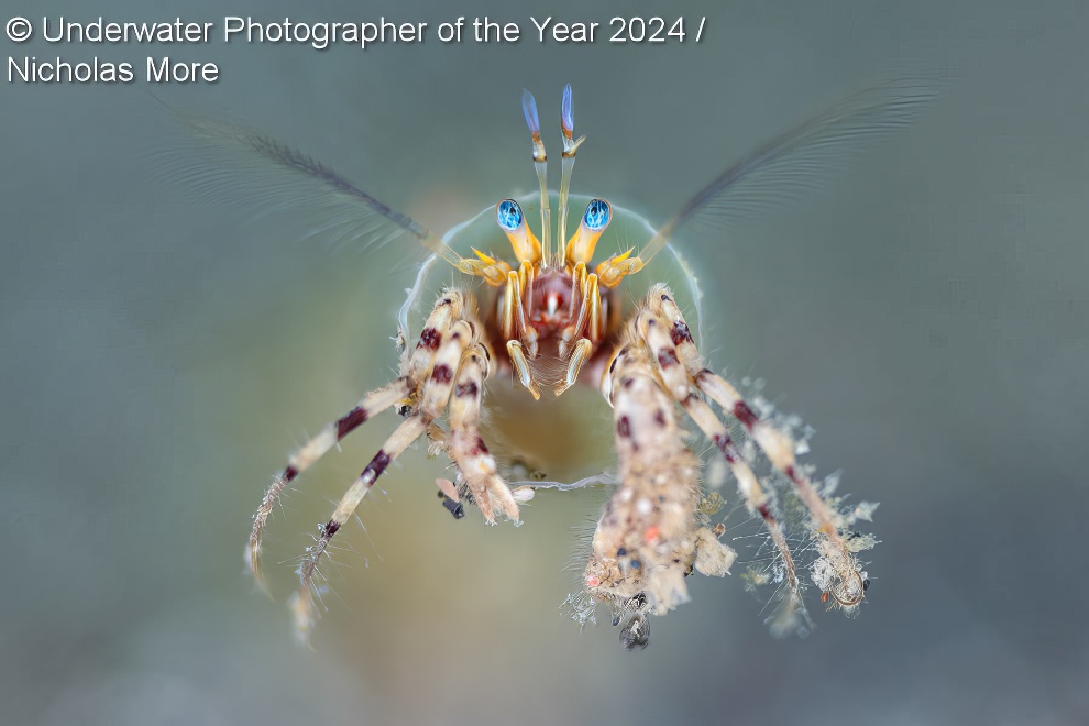 Under Water Photographer Of The Year Winners 36 