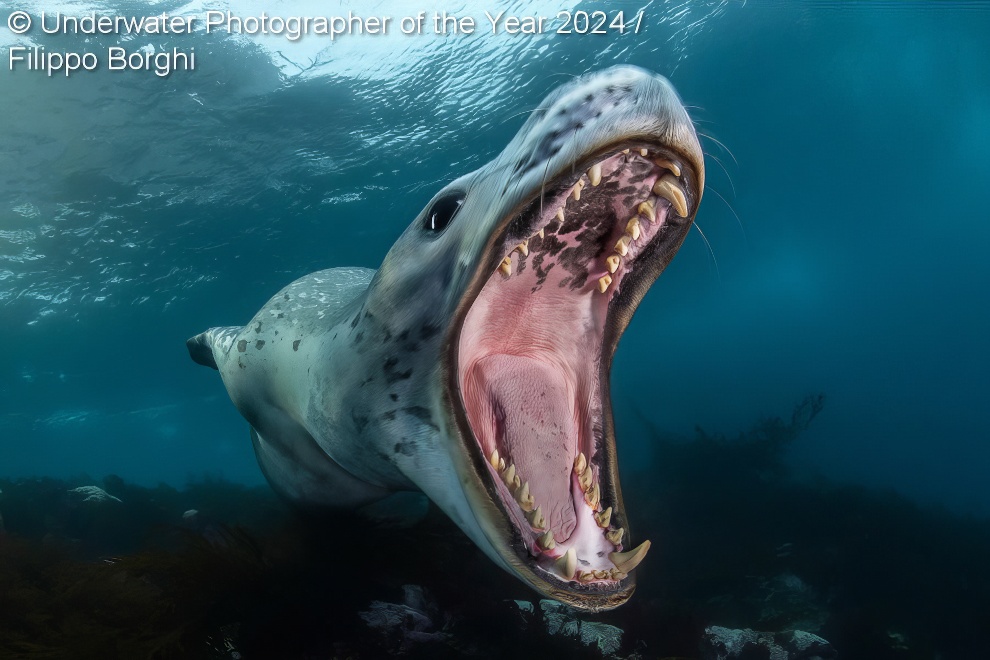 Under Water Photographer Of The Year Winners 37 
