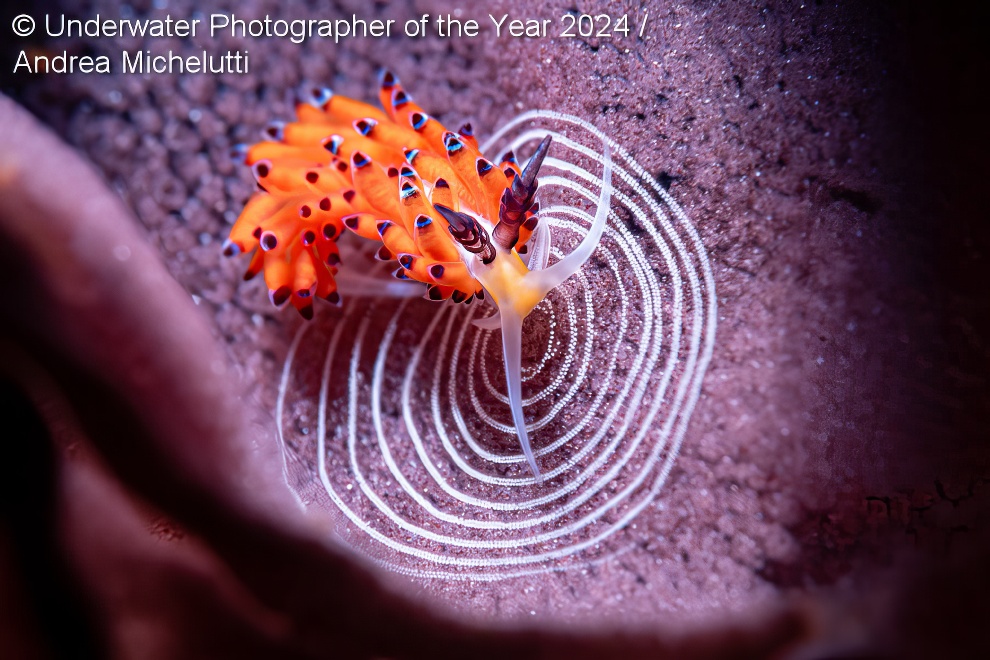 Under Water Photographer Of The Year Winners 40 