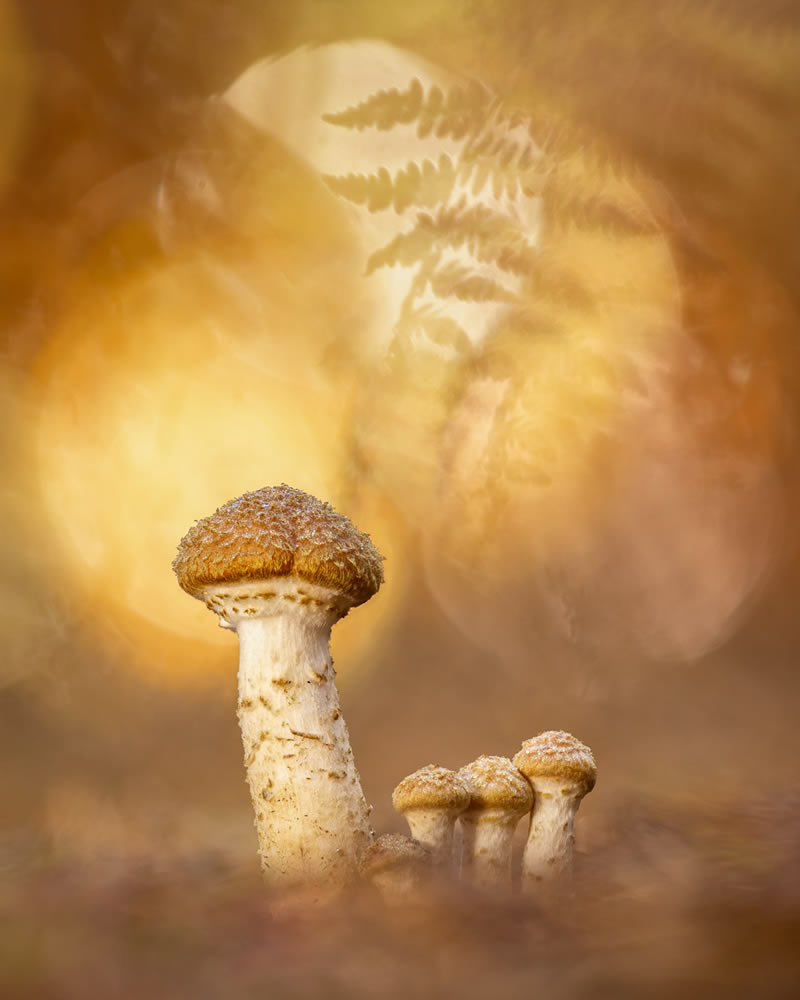 Fungi Garden Photographer Of The Year 01