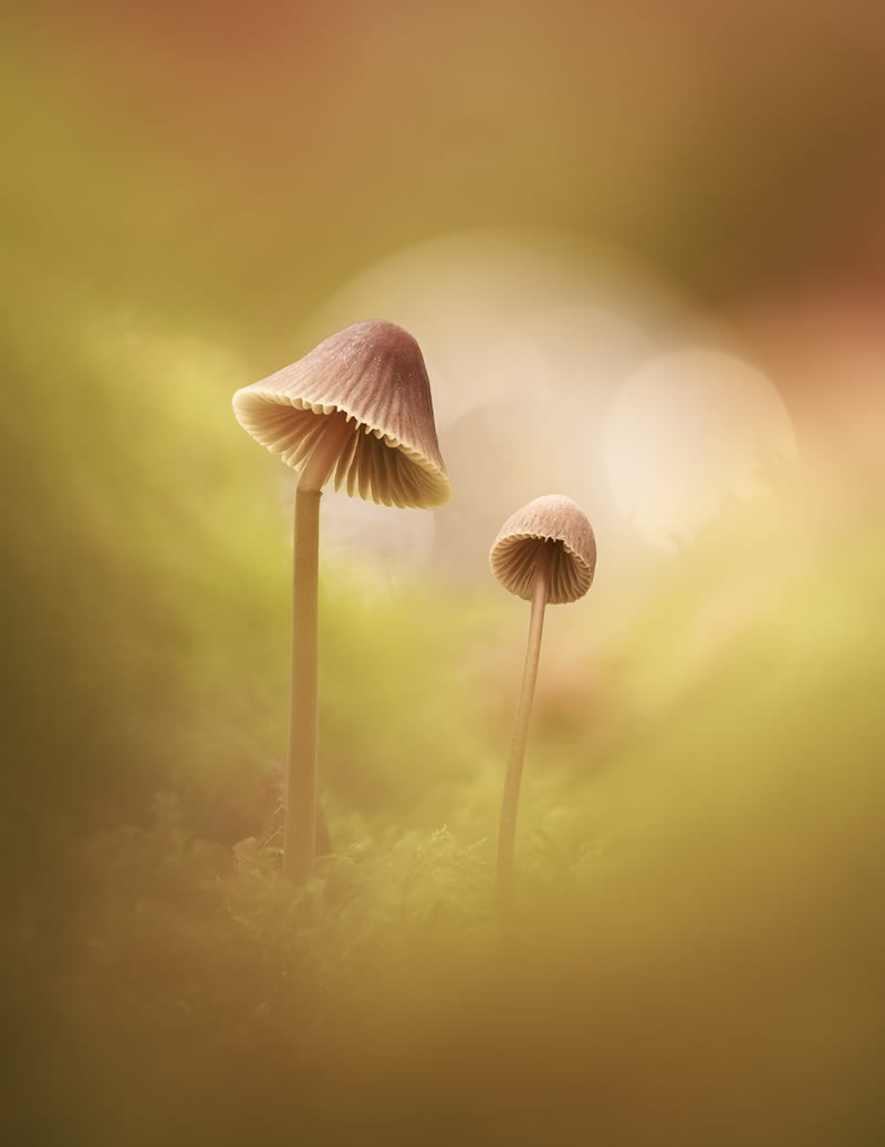 Fungi Garden Photographer Of The Year 10