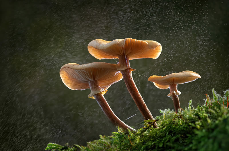 Fungi Garden Photographer Of The Year 11