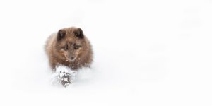 Nature Photography Contest Winners 03