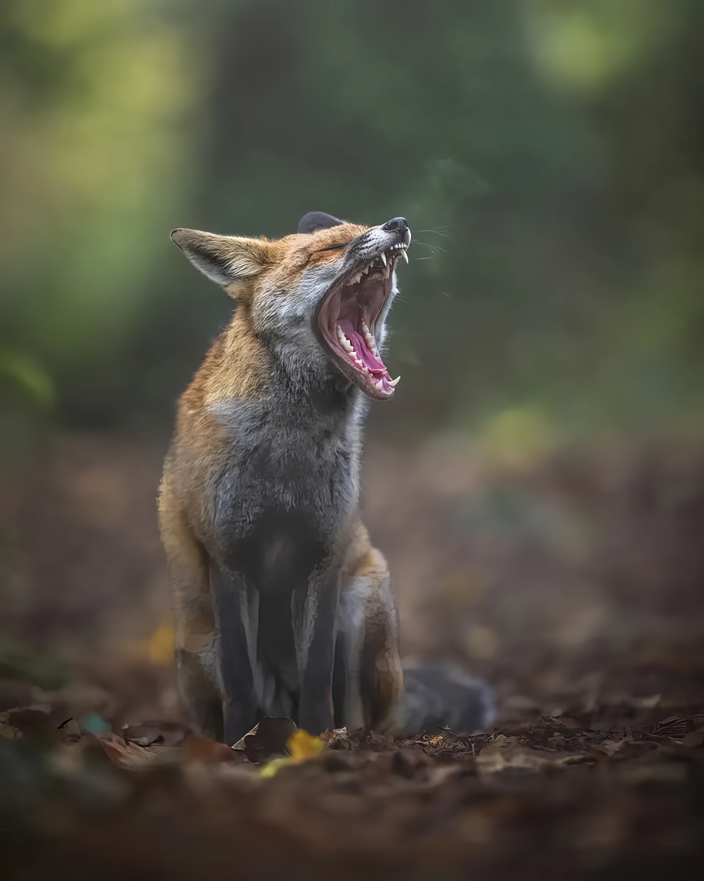 Nature Photography Contest Winners 05 