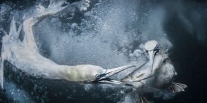 World Nature Photography Awards 01 