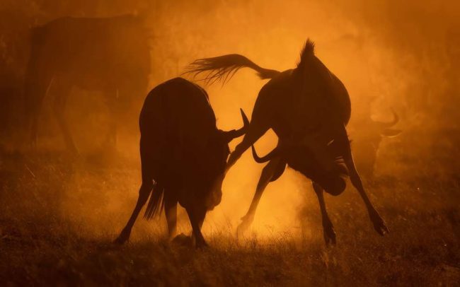 Spectacular Wildlife Winning Photos From The British Photography Awards ...
