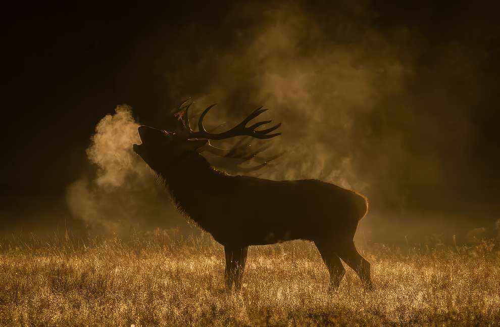 Wildlife UK Photography Award 14 