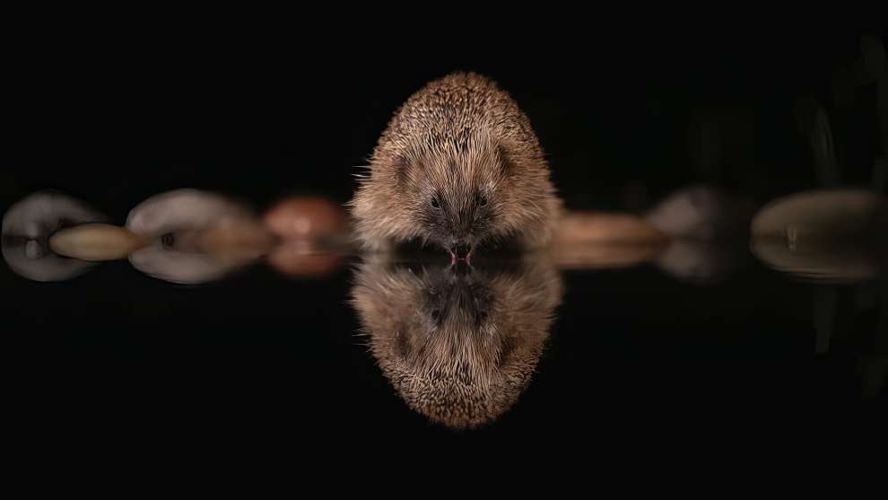Wildlife British Photography Awards 17 