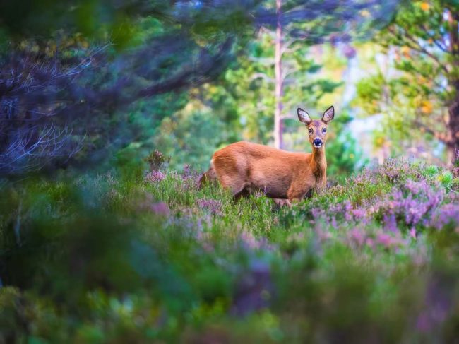 Spectacular Wildlife Winning Photos From The British Photography Awards ...