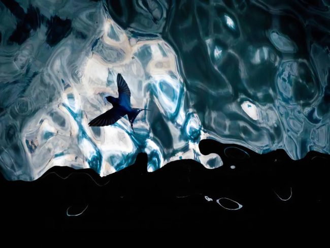 Gdt Nature Bird Photography Winners 07